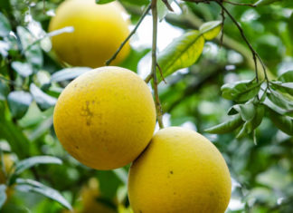 Tips to Preserve Pomelo for 4 Months