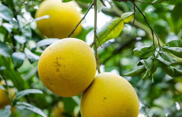Tips to Preserve Pomelo for 4 Months