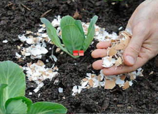 Don’t discard eggshells! Discover 21 surprising uses for them