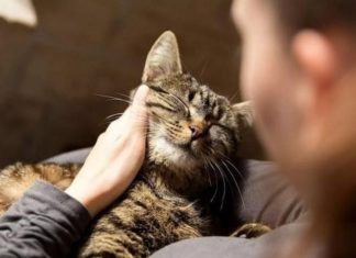 “Why do some people say ‘Good women should not raise dogs, good men should not raise cats’?”