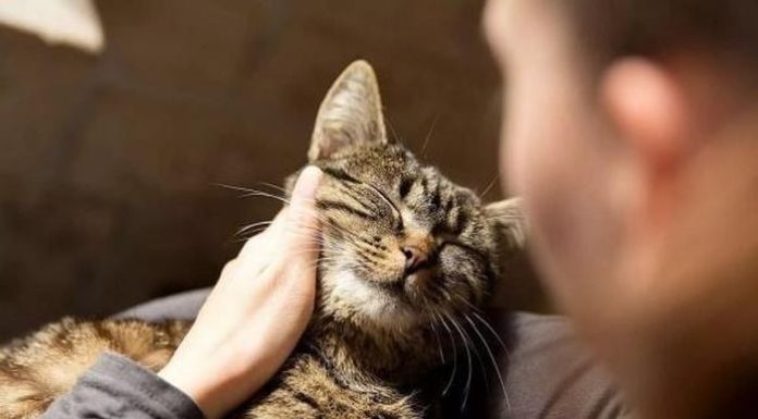 “Why do some people say ‘Good women should not raise dogs, good men should not raise cats’?”