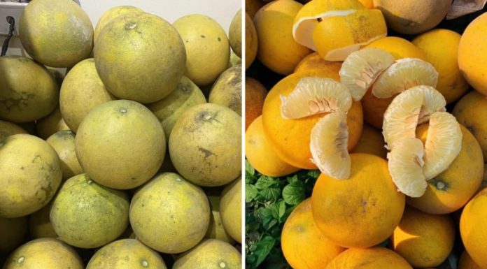 Preserve the freshness and sweetness of your Diễn pomelo for up to 4 months with this storage method