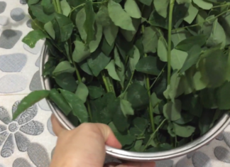 How to Keep Rau Ngot Fresh for 10 Days: A Quick Guide