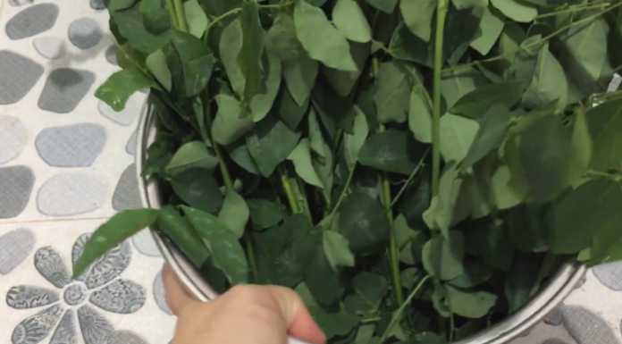 How to Keep Rau Ngot Fresh for 10 Days: A Quick Guide