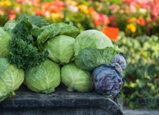 Cheap and Nutritious Vegetable: A Folic Acid-rich Superfood, 38 Times More Than Apples, Boosts Memory, Buy 5000 for All Recipes