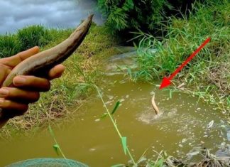 Fish species is like “water ginseng”, tasty and nutritious, catch and sell right away