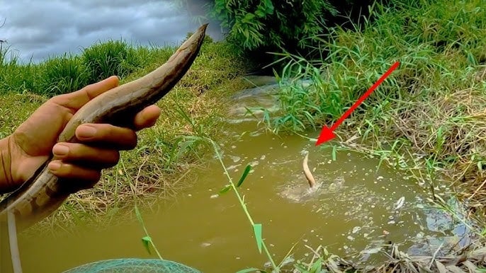 Fish species is like “water ginseng”, tasty and nutritious, catch and sell right away