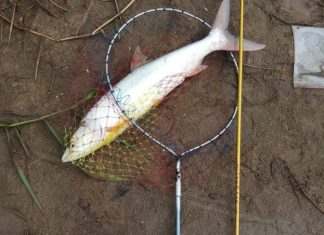 This type of fish is likened to a ‘treasure trove’ of collagen, good for both the young and the old.