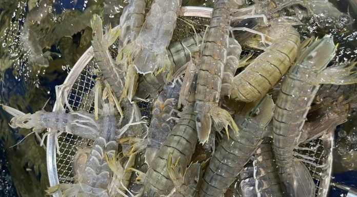 4 essential places to check when buying a house, choosing wrong can lead to a “hollow” purchase