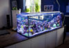 Improve Your Luck and Wealth with the Right Aquarium SetUp