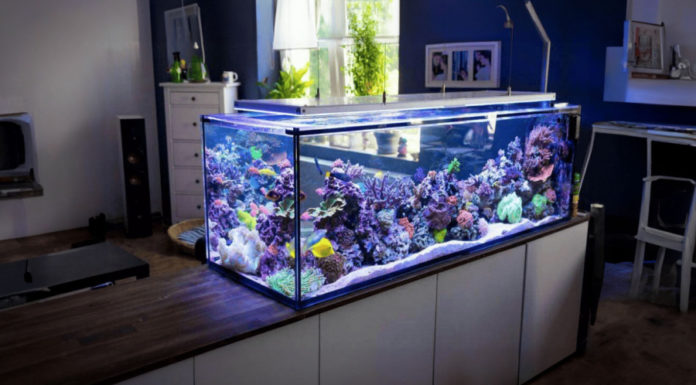 Improve Your Luck and Wealth with the Right Aquarium SetUp