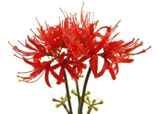 3 Types of Flowers Believed to Attract Negative Energy, Planting them in your House Can Bring Bad Luck, Better Remove them