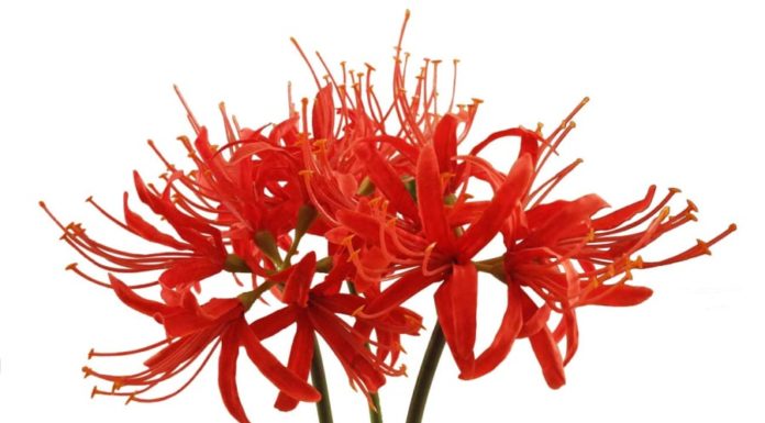 3 Types of Flowers Believed to Attract Negative Energy, Planting them in your House Can Bring Bad Luck, Better Remove them