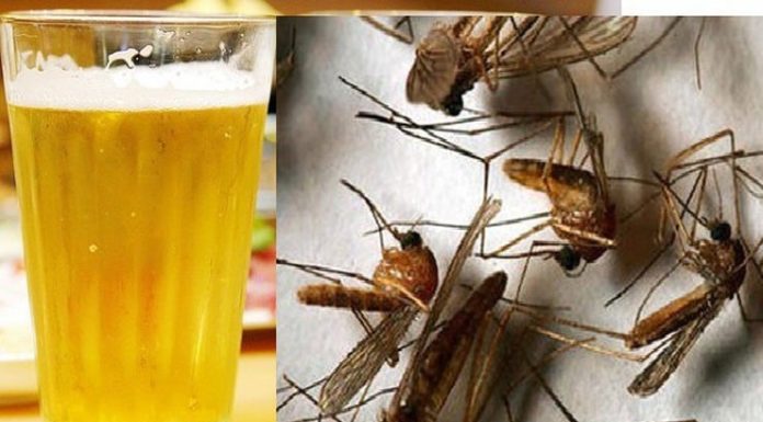 Mosquitoes Fear This Water Substance – Put a Bowl in Your Room and No Mosquito Will Dare Buzz Around All Night