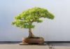 Which is better for attracting wealth: planting feng shui trees in bonsai form or in regular potted form?