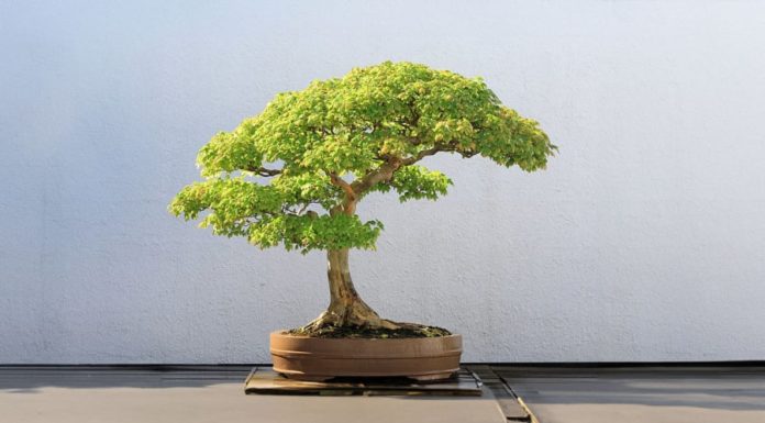 Which is better for attracting wealth: planting feng shui trees in bonsai form or in regular potted form?