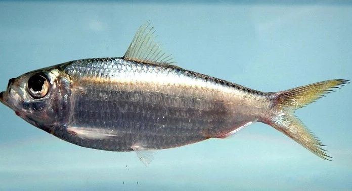 Top Must-Buy Fishes You Should Get When Visiting the Market