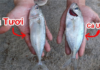 5 Types of Fish You Should Never Buy, Throw Them Away When You Spot Them in the Market
