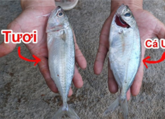 5 Types of Fish You Should Never Buy, Throw Them Away When You Spot Them in the Market