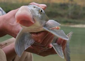 The Hidden Fish Species Living Underground in the River Bed, Used as a Royal Tribute in Ancient Times, Valued at Millions of Dollars per Fish