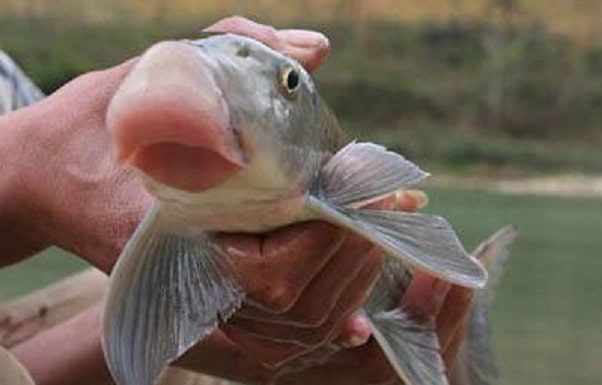 The Hidden Fish Species Living Underground in the River Bed, Used as a Royal Tribute in Ancient Times, Valued at Millions of Dollars per Fish