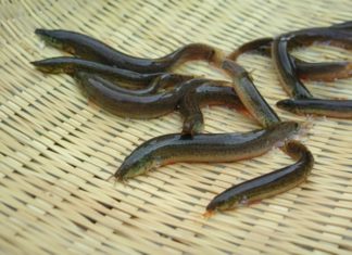 “Water ginseng: The kidney-boosting fish with 6 times more calcium than carp. Don’t hesitate, buy now!”