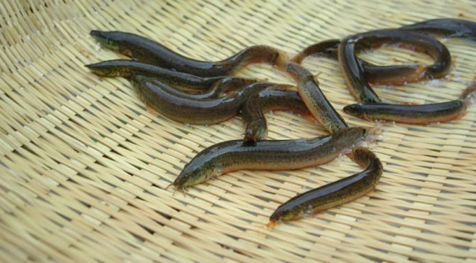 “Water ginseng: The kidney-boosting fish with 6 times more calcium than carp. Don’t hesitate, buy now!”