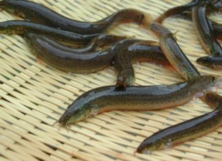 Type of fish rich in calcium 6 times carp, 10 times catfish and better than ginseng tonic