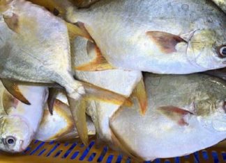 Delicious and Boneless Fish: A Sweet and Tender Delight for All Ages