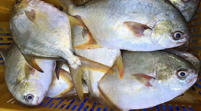 Delicious and Boneless Fish: A Sweet and Tender Delight for All Ages