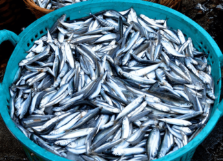 Don’t hesitate to buy these 5 types of fish when you go to the market: Equivalent to Panax ginseng, swallow nest, especially the second type.