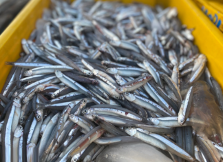 4 Types of Fish You Can’t Miss at the Market: Naturally Sweet and Delicious, Worth Every Penny