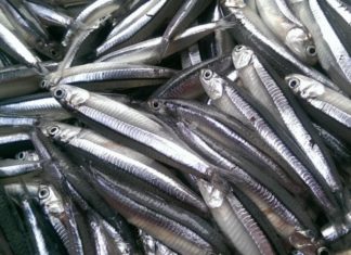 5 Types of Fish You Must Buy at the Market, Don’t Hesitate, Natural Fish, Tasty, More Beneficial Than Ginseng