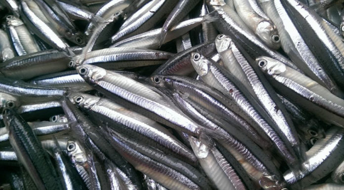 5 Types of Natural and Affordable Fish You Must Buy at the Market – Nutritious and Economical, Like Ginseng and Bird’s Nest