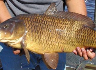 8 Superfoods in the form of fish that are as nutritious as ginseng and bird’s nest: Delicious and affordable options available at local markets