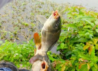 Types of fish that cannot be fed with weight gain feed, don’t hesitate to buy when you see them in the market.