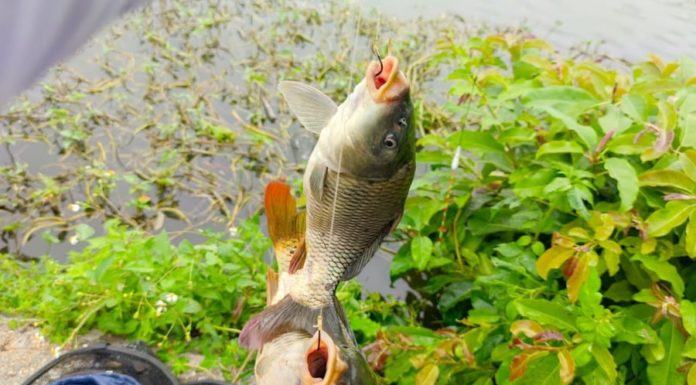 Types of fish that cannot be fed with weight gain feed, don’t hesitate to buy when you see them in the market.