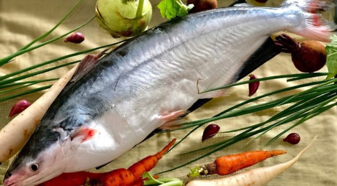 Exquisite Specialty Fish: Savor the Fragrant Flavor Like Pineapple with a Jaw-Dropping Price of Nearly 1 Million VND per Kilogram and Always Sold Out