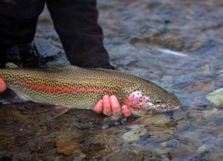 The fish with the highest DHA content, the more children eat, the smarter and faster they grow.