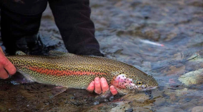 The fish with the highest DHA content, the more children eat, the smarter and faster they grow.