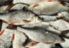 Fish with these 4 characteristics contain bacteria, don’t be tempted by cheap prices at the market.