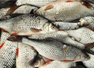 Fish with these 4 characteristics contain bacteria, don’t be tempted by cheap prices at the market.