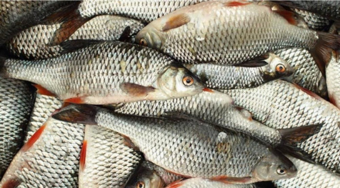 Fish with these 4 characteristics contain bacteria, don’t be tempted by cheap prices at the market.