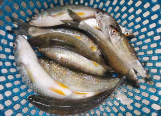 Rare Freshwater Fish: Boneless and Delicious, Selling for 150,000 VND/kg