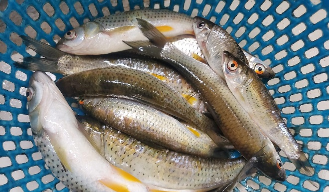 Rare Freshwater Fish: Boneless and Delicious, Selling for 150,000 VND/kg