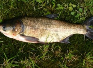 Small Fish Seller: Get this type of fish at the market, it’s as nutritious as ginseng and bird’s nest, and the price is affordable.