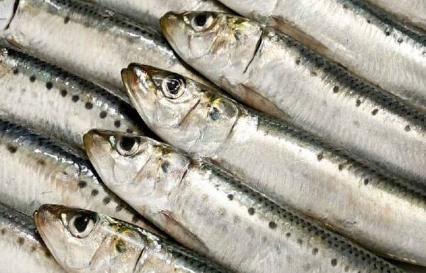 7 types of fish to buy at the market: All-natural, sustainable, and packed with nutrients