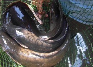 8 Fish Varieties “Dangerously” High in Mercury, Don’t Be Foolish to Buy Them Home