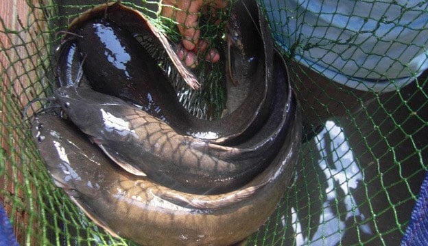 8 Fish Varieties “Dangerously” High in Mercury, Don’t Be Foolish to Buy Them Home