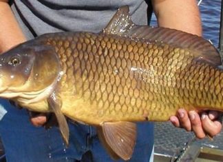 Budget-friendly fish with ginseng and bird’s nest, sold outside the market but hidden gem in terms of nutrition